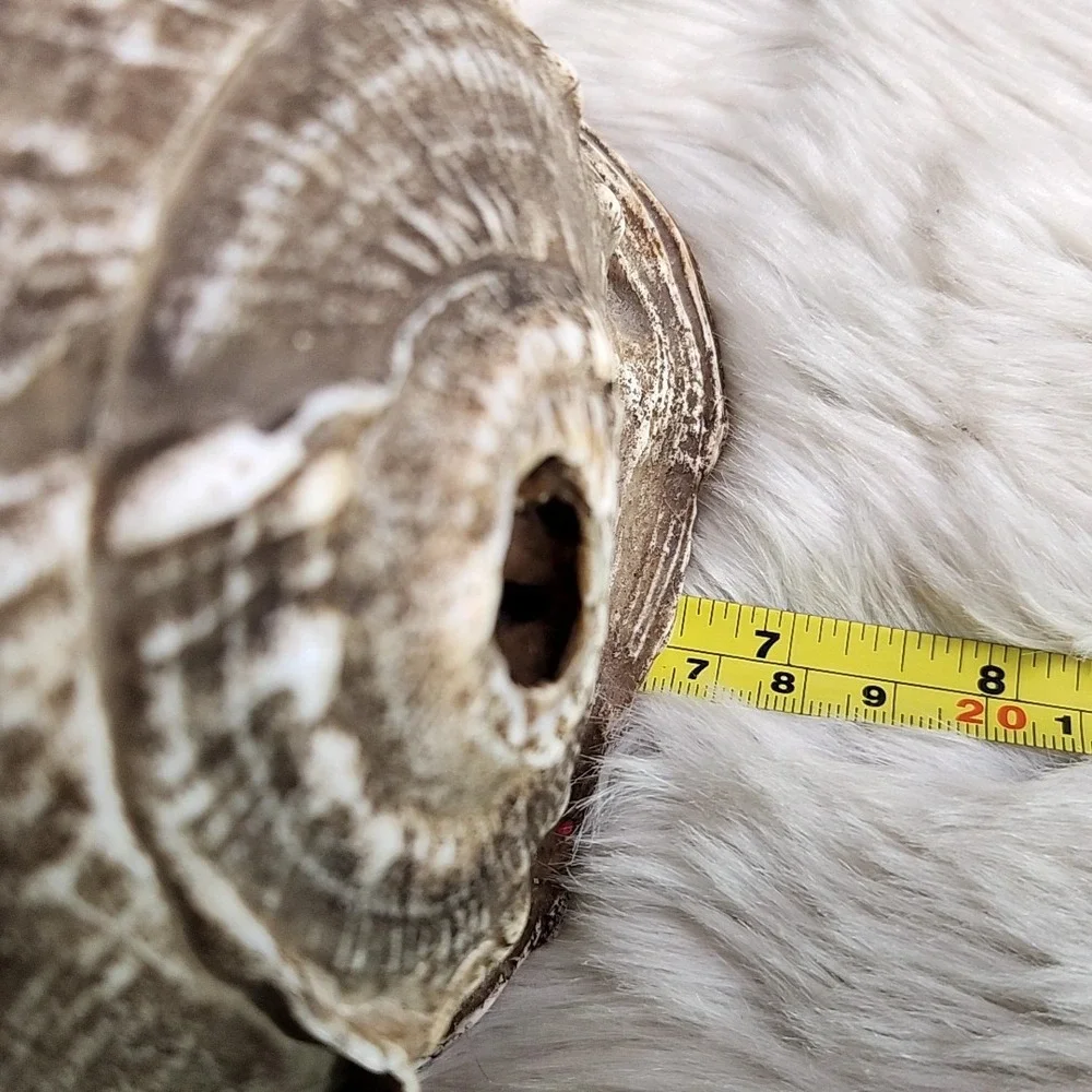 Brown & Beige Striped Helmet Conch Sea Shell 6.5